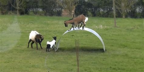 Watch Goats Play On A Wobbly Metal Sheet 